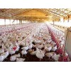 Poultry Farms (19)