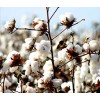 Cotton & textile Industries - Libra Scales (27)